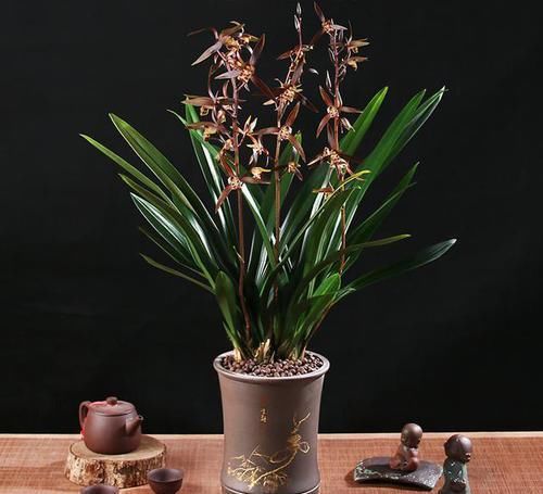 四溢|此兰花优点多到数不过来,花色罕见,花香四溢,是四大家兰之首