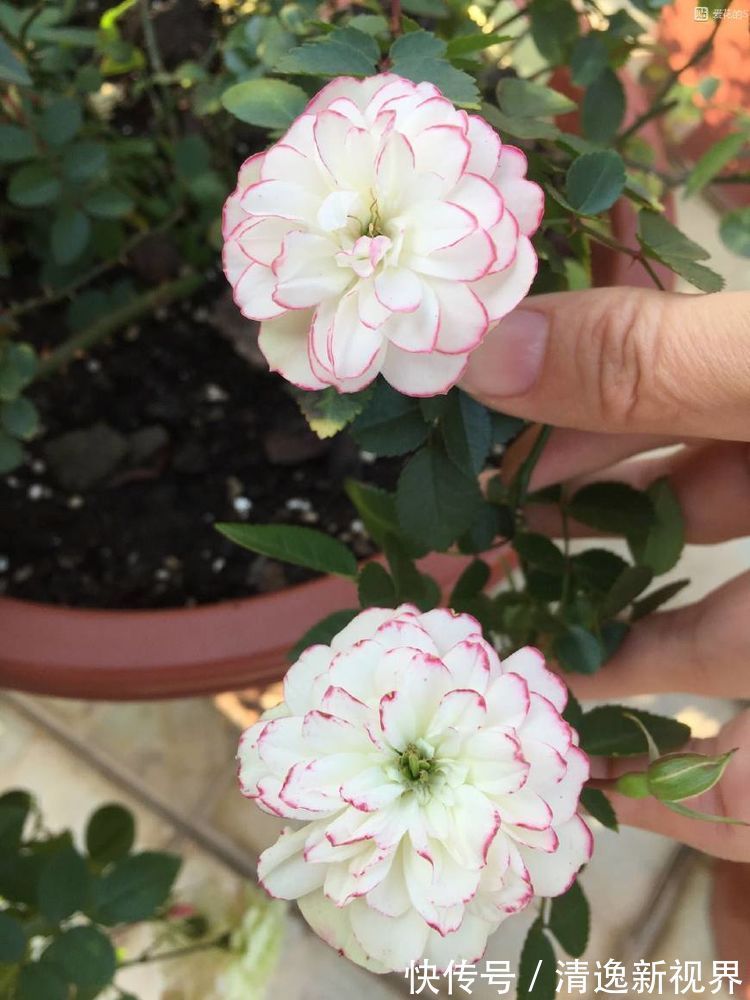 婀娜|喜欢玫瑰,不妨试试“高端玫瑰”女人香气,丰腴婀娜,花色艳丽