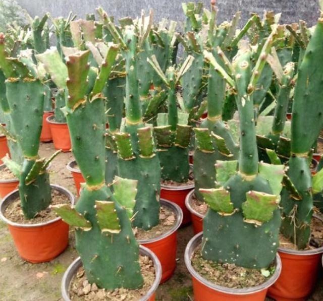 窍门|培育仙人掌有“窍门”,扦插一年1米高,嫁接多层蟹爪兰特别好!
