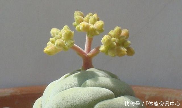 不按套路生长的多肉,最后一个竟撞脸弹簧_星图看多肉!