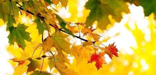 葱头|宠辱之间——争与不争