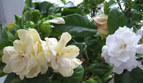 日常盆栽栀子花，满足3点要求，花朵可持久散发清香、制成花茶