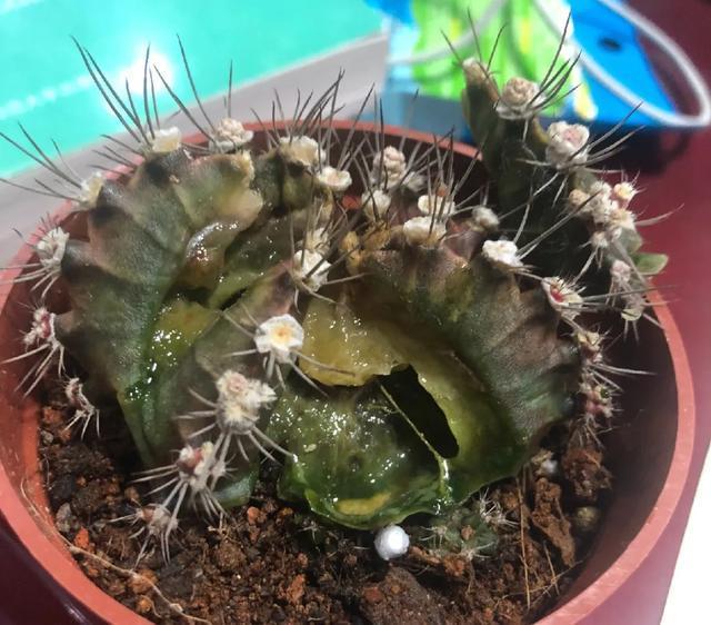 雨水|10种不能淋雨的花，淋完雨就死，盆栽养花注意事项