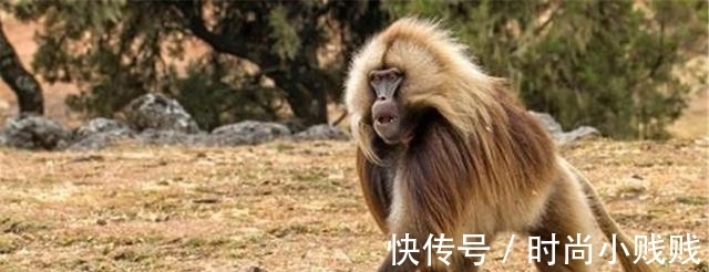 贝利|80年代,美国一女婴为保命,移植了一颗狒狒心脏,最终结局怎样?