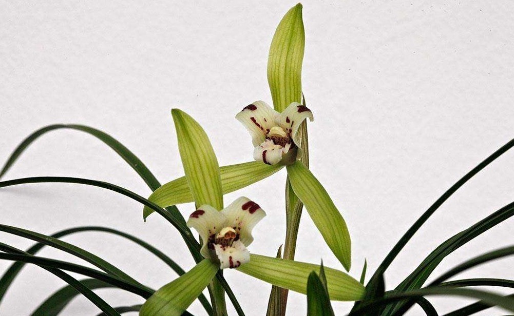 兰花施肥，用“不花钱”的肥料，植株旺盛，开花开的多