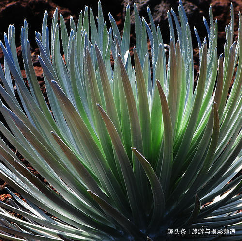 银剑|夏威夷的这种植物，只能在火山口看到，每90年才开一次花！
