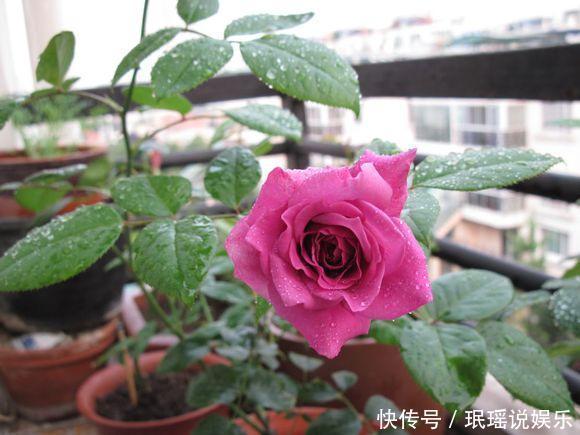 厨房里的“1种水”，用来养花，比肥料强“10倍”，养啥花都旺