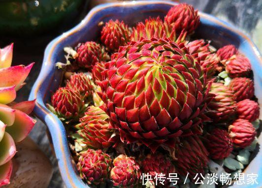 1种多肉“最好养”,零下20℃冻不死,雪地里“照常”生长