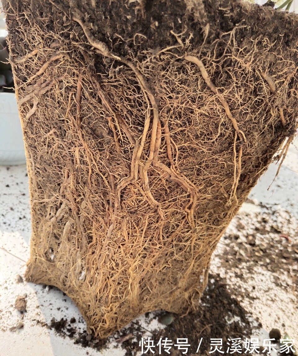 植株|张大爷家文竹养6年,长到1米5,变成粗壮、翠绿盆栽,年年开花