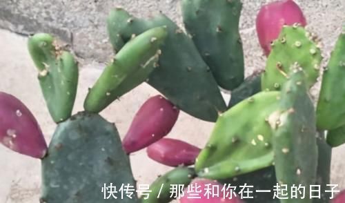 食物|女性秋季到了坚持吃三种食物,补充营养,延缓衰老,好吃又健康!