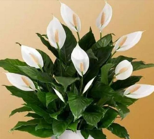 葱翠欲滴|有钱人都喜欢在客厅摆上这3种盆栽,招财进宝,高端大气上档次