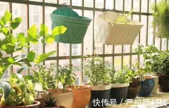 垃圾分类篇4个养花小技巧,让你弄清楚这些垃圾的真正用途