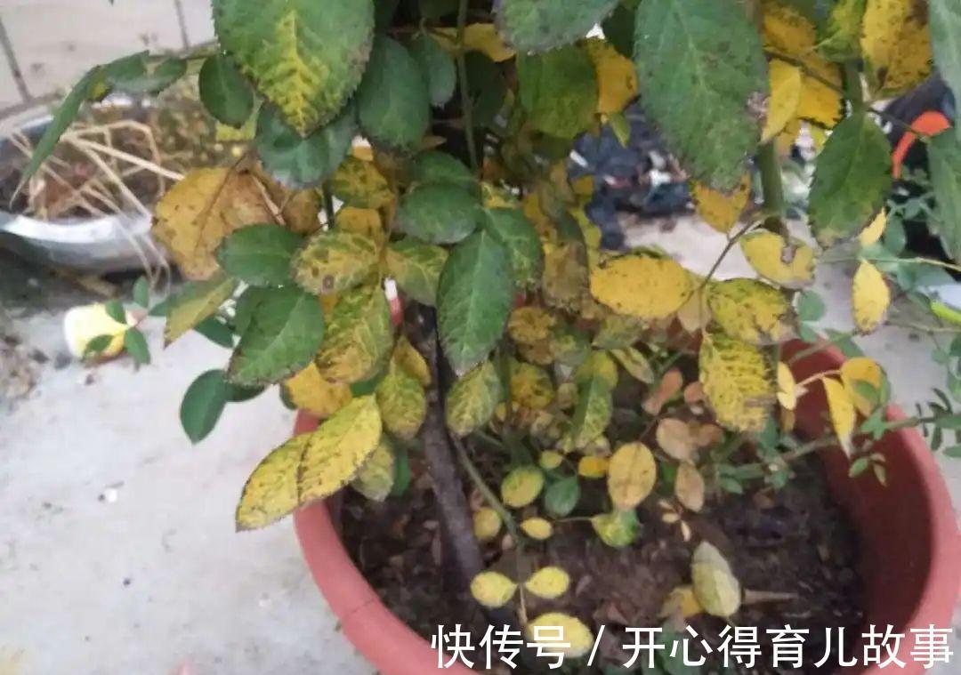 10种花，一降温就黄叶，赶紧换个地方养