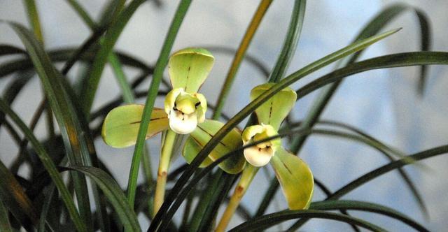 施肥|夏季养兰花要慎重,分清楚养护工作上的事,什么该做,什么不该做