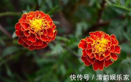 金鸡菊属|养菊还不如养一盆“孔雀菊”，花色丰富艳丽，花期长，适合盆栽养