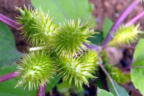 天果|高血压的”救星“发现了，医生：每天多吃一点，血压一天比一天稳