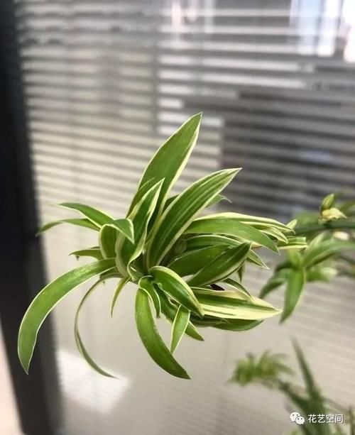 净化|室内放这3种花,怡情养性,旺人旺财,你也要记得放一盆!