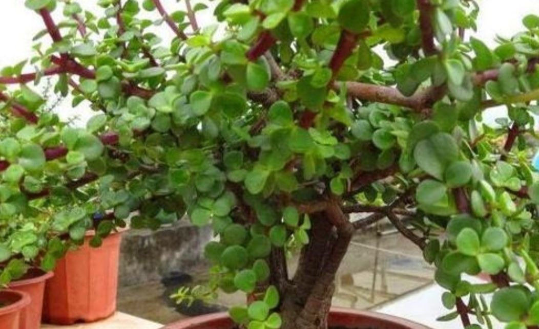 2种植物长得快,三五年养成老桩,越养越值钱