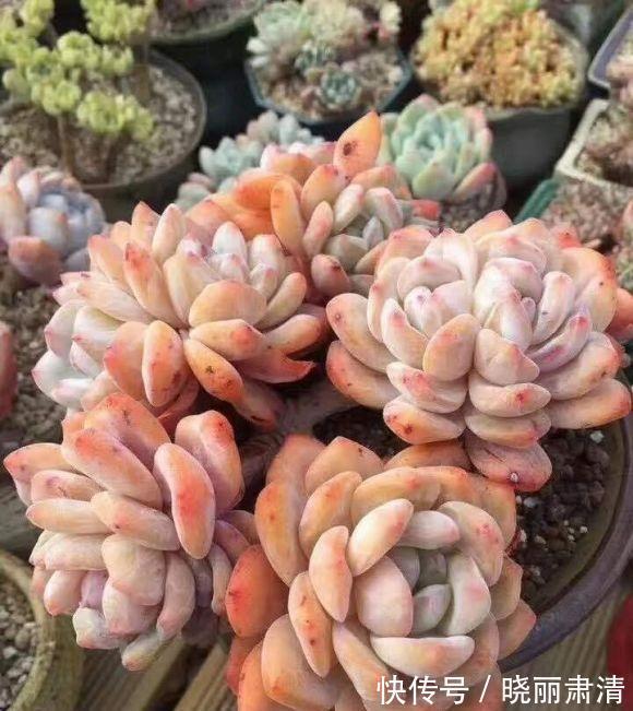 买多肉不要挑颜色，养护过程最重要，表面红彤彤，实际白菜色