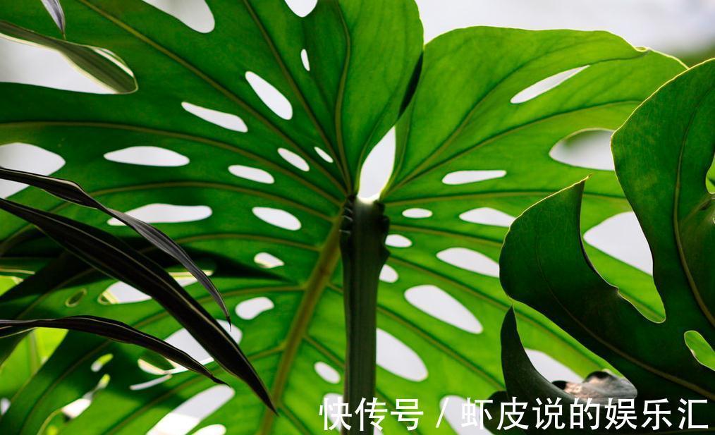 龟背竹养花方法,做好这几件事,轻轻松松让它旺盛生长