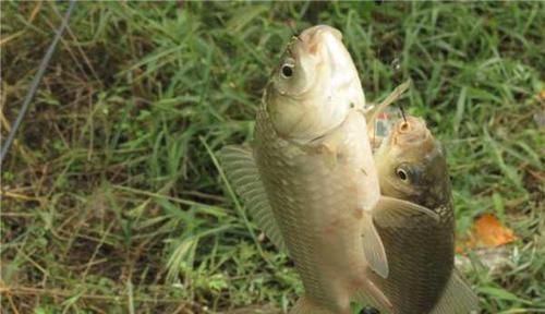 低目|钓鱼技巧:鲫鱼离底钓行程,解析钓行程要点,黑坑野钓都能用得上