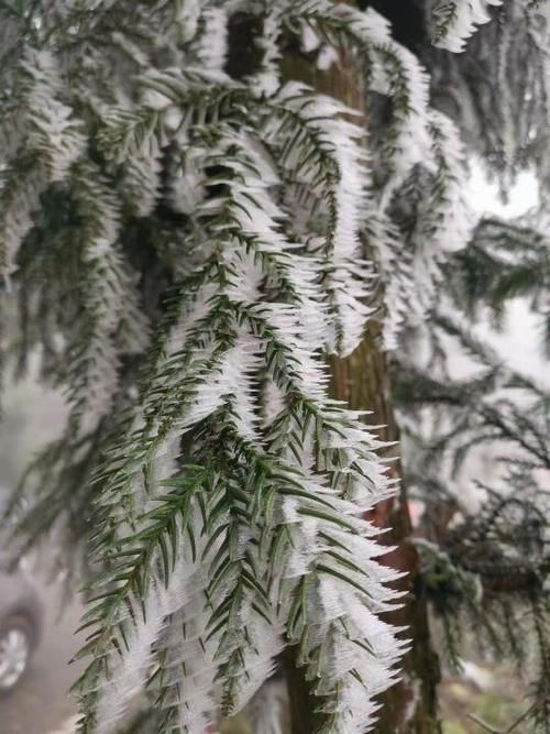 南方人在等雪，而这里没下雪却能看雪景。