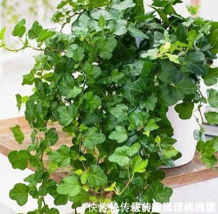 3种花养了就爆盆，好养又便宜，家里空气好，比净化器管用