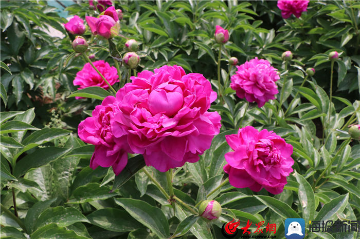 菏泽芍药