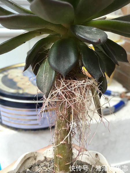 土壤|8月养多肉,出现3个“信号”要懂,要不腐烂、黄叶,剩下空盆