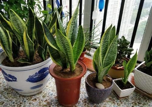 喜欢养虎皮兰就用叶片扦插,操作超简单,还生根快、成活率高