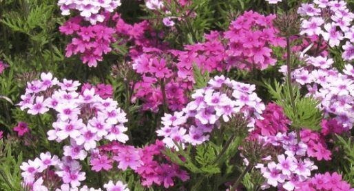 超优秀的4种花，全年开花，花量丰富，阳台变花园！