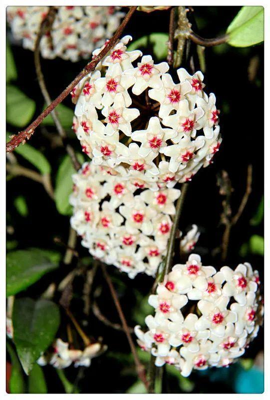 7种花要慎养,房前屋后都爬满,邻居有意见!