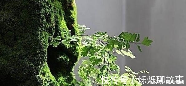 盆景教学山水盆景中最难的是点苔,教你如何快速上苔