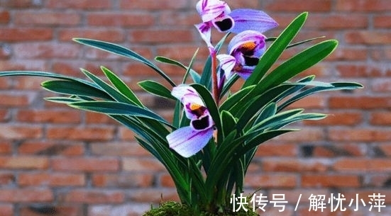 兰香|此兰,犹如“仙境”之花,花开荷瓣,兰香扑鼻,叶带金边,还好养