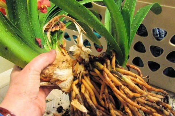 君子兰出现烂根的毛病,如果学会了一种方法,就能“起死回生”