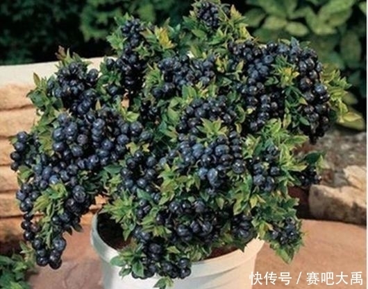 种植|6种果树盆景,放到家里给人高大上的感觉!好看还能吃!