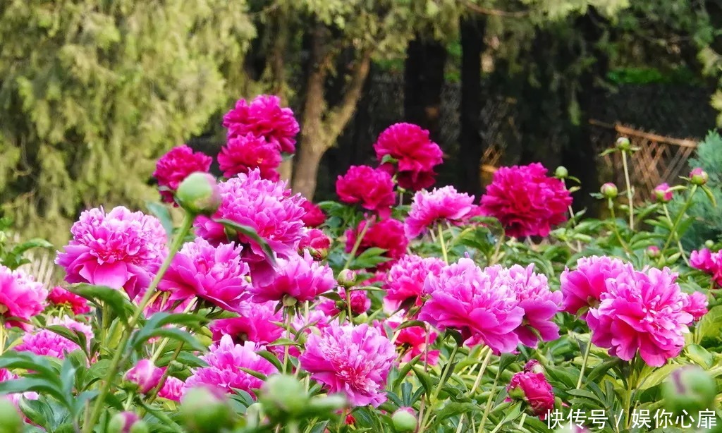 芍药花|绝美花海，北京房山这里的20万棵芍药花开得正艳！