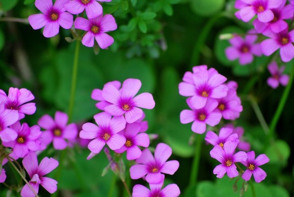 三叶草怎么养护开花多以下3个方面多注意,花繁叶茂轻松爆盆