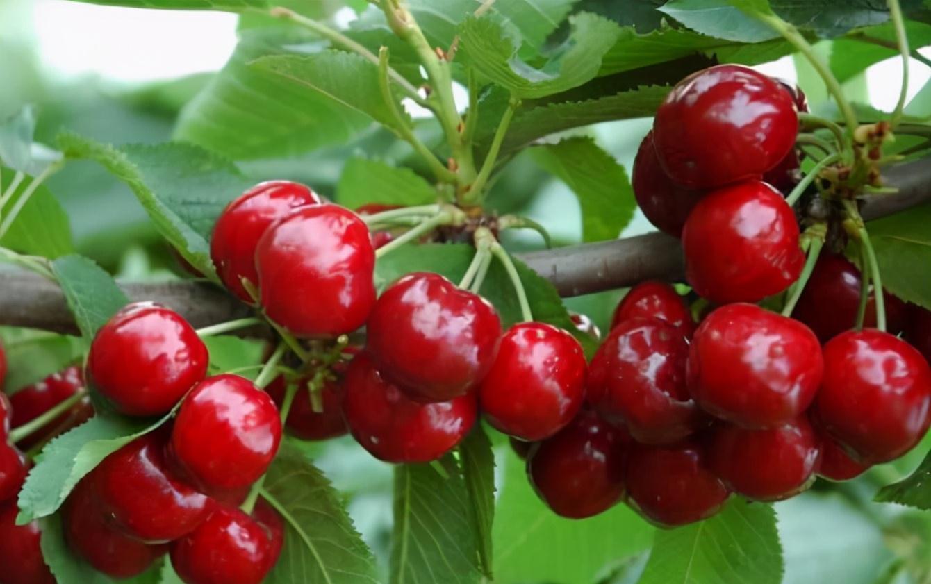 樱桃|糖尿病患者不能吃水果？5种降糖水果分享给你，糖友也可大饱口福