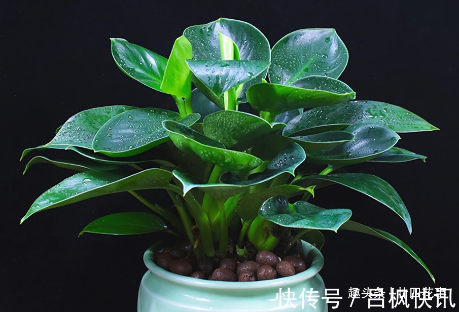 多肉植物|7种花，就要“穷着养”，花盆越小，长势越喜人！