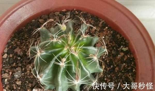 园艺新人适用的经验知识：将它们列入“养花配土”的原材料吧