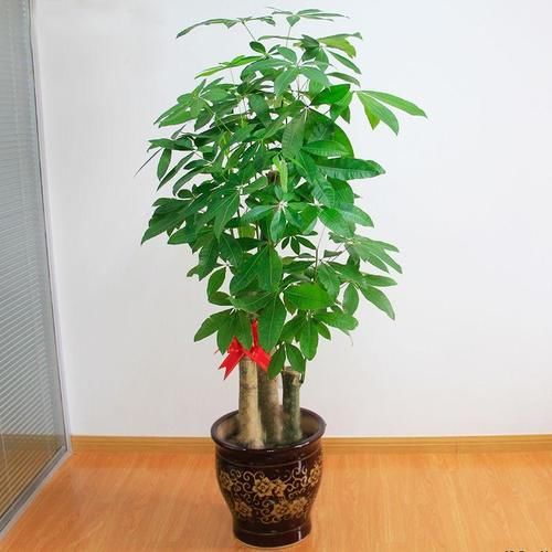 客厅里放大绿植,优雅大气显档次