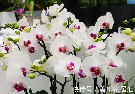 花样年华|10大蝴蝶兰品种,你喜欢哪一个