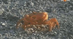 |搞笑GIF:不好意思打扰一下,请问你们是要组团去搞笑吗?