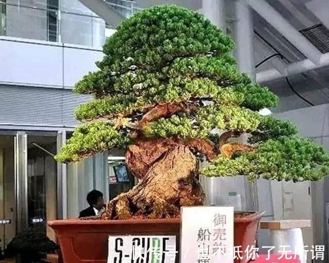 龟甲牡丹|世界上最名贵的花，一盆就是一座房子！