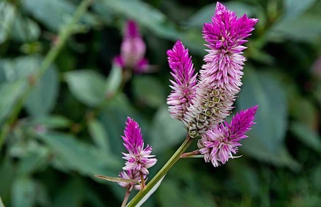 营养物质|农村一种长得“好看”的野草,花朵惹人眼却用处大,遇到了请珍惜