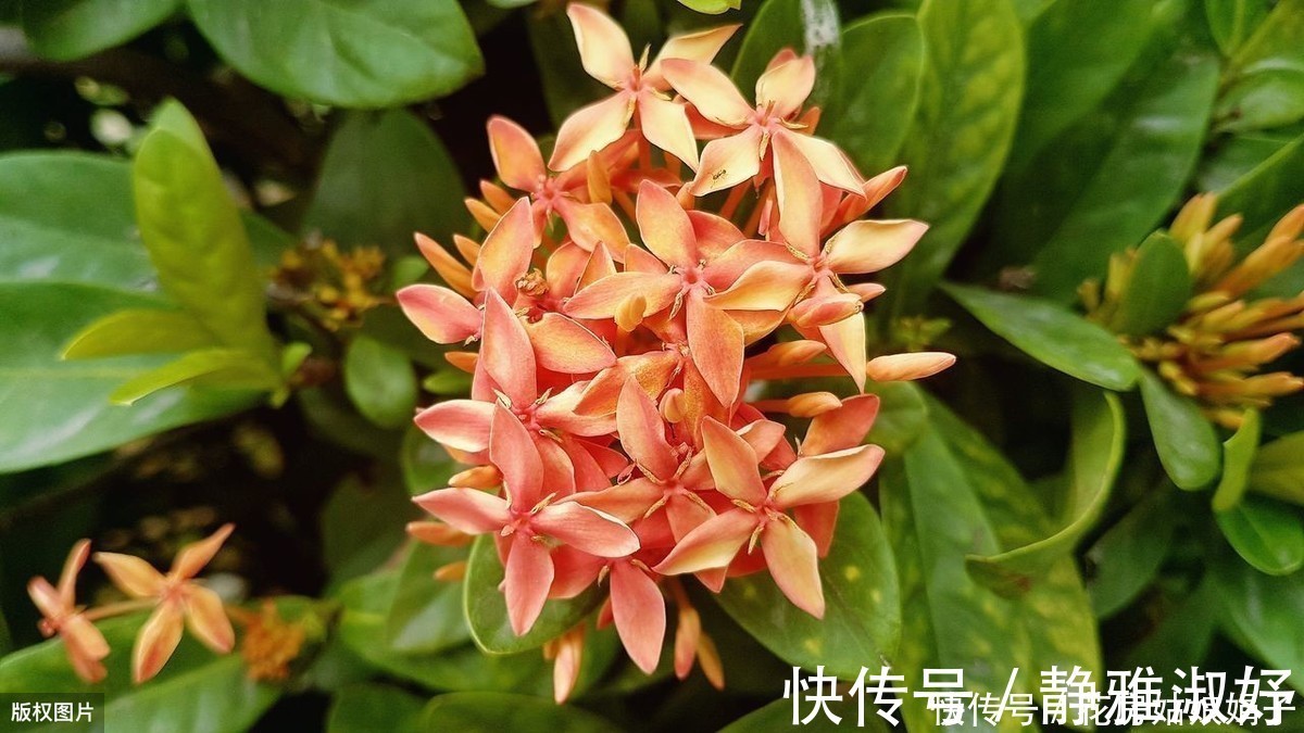 君子兰|爱吃醋的5种花，兑水喷一喷，叶子变得绿油亮，开花大又多