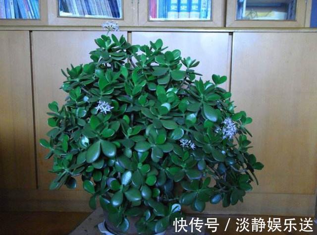 小花|玉树枝条粗壮,叶片肥嘟嘟,这样养,更加大气!
