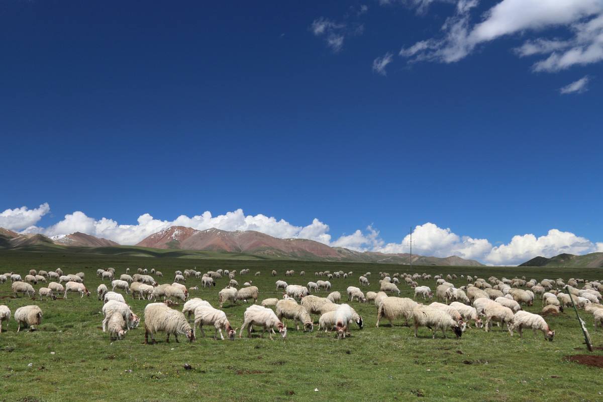 农村俗语“羊随大群不挨打,人随大流不挨罚”,还有道理吗