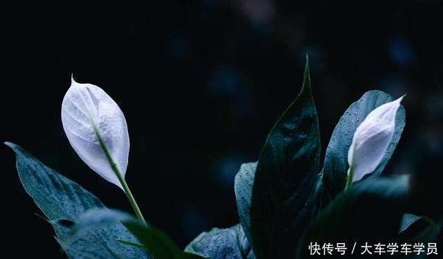 客厅要养“四种花”,没有直射光也能呼呼开,大气又美观!